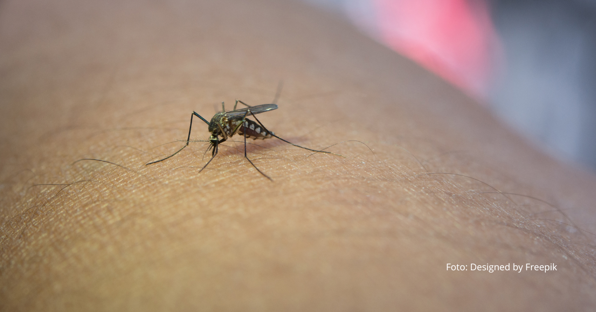 Dengue: Mosquito Aedes aegypti em foco macro