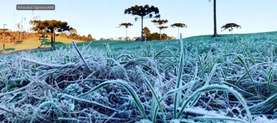 Inverno: Campo coberto de geada no Paraná