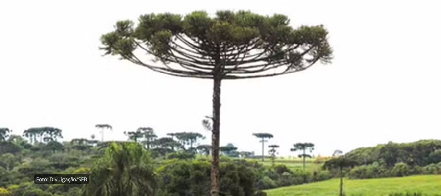 Homem é condenado por desmatar a maior reserva de araucárias do mundo