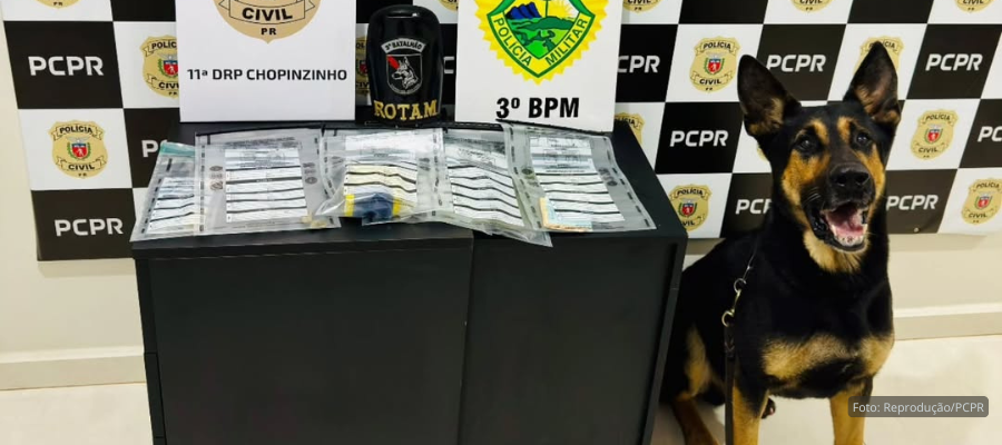 Cães farejadores localizaram maconha em área de mata em Chopinzinho