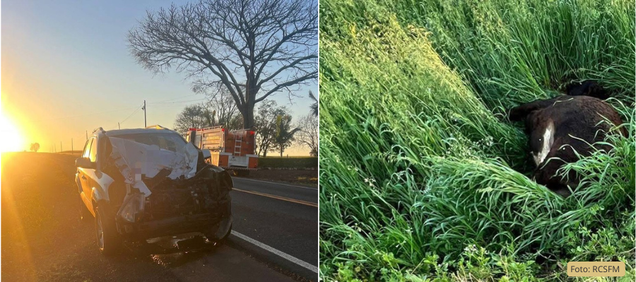 Hyundai Tucson colidiu contra boi em acidente com animal em São Jorge D’Oeste