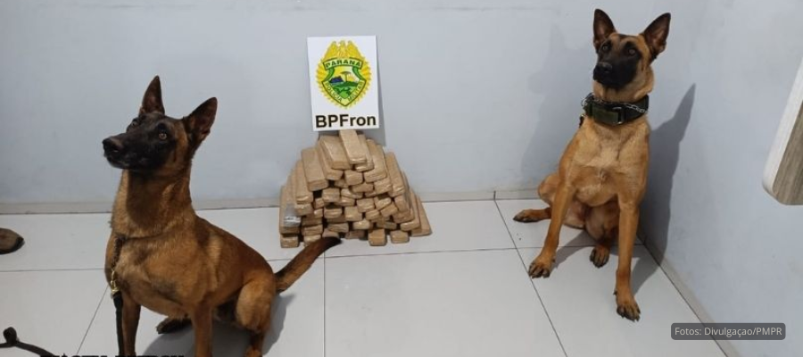 Cães de faro do BPFRON localizam droga em Realeza; 24 kg de maconha