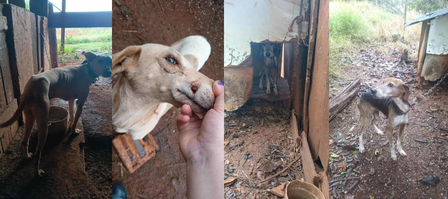 Cães desnutridos encontrados em Capanema após denúncia