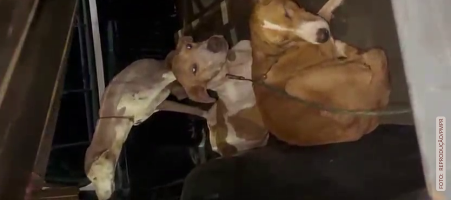 Motorista fura bloqueio policial Chopinzinho; PM encontra cães maltratados