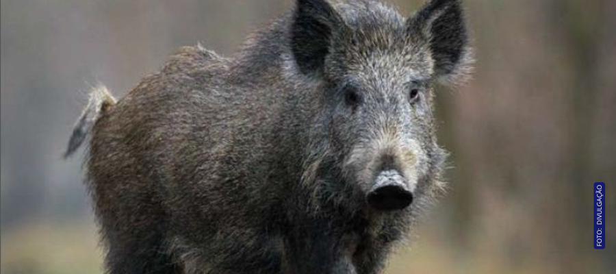 Javalis assustam moradores em Coronel Domingos Soares