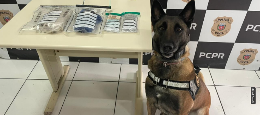 Drogas apreendidas durante a Operação Cascata em Marmeleiro