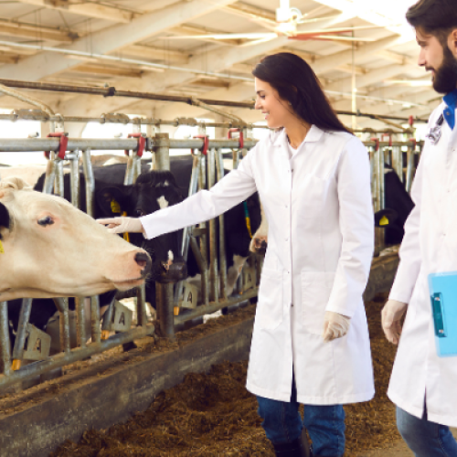 Capanema tem vaga para médico veterinário; inscrições até 26 de maio