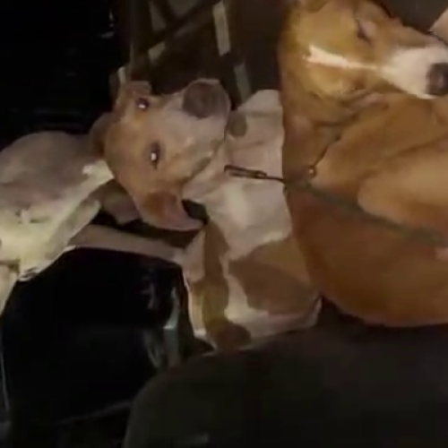 Motorista fura bloqueio policial Chopinzinho; PM encontra cães maltratados