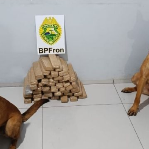 Homem é preso com 24 kg de maconha em Realeza, com auxílio de cães de faro