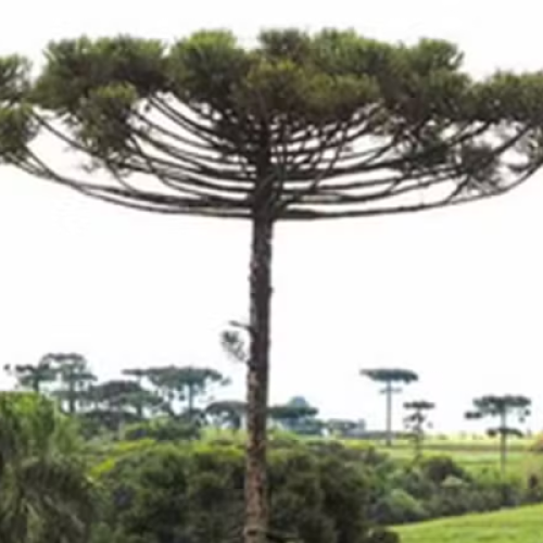 Homem é condenado por desmatar a maior reserva de araucárias do mundo