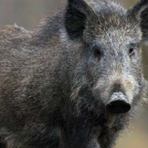 Javalis assustam moradores em Coronel Domingos Soares