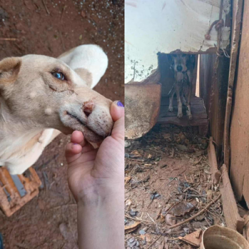 Maus-tratos a animais em Capanema: cinco cães encontrados