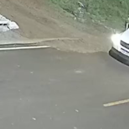 PCPR indiciou suspeito de maus-tratos a cães em Francisco Beltrão