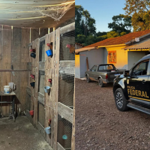 PF cumprem mandados da Operação Saleiro na Tri-Fronteira